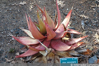 Aloe microstigma