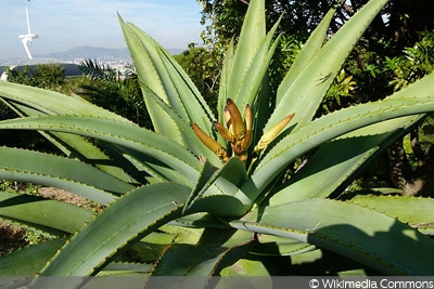 Aloe thraskii