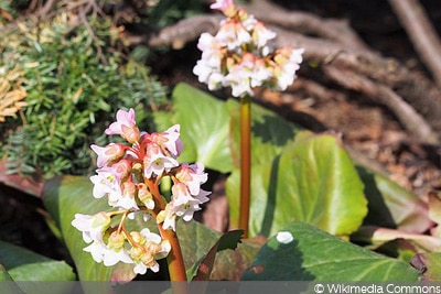 Bergenia ‘Baby Doll’