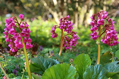 Bergenia purpurascens