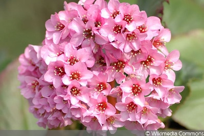 Bergenia stracheyi ‘Alba’