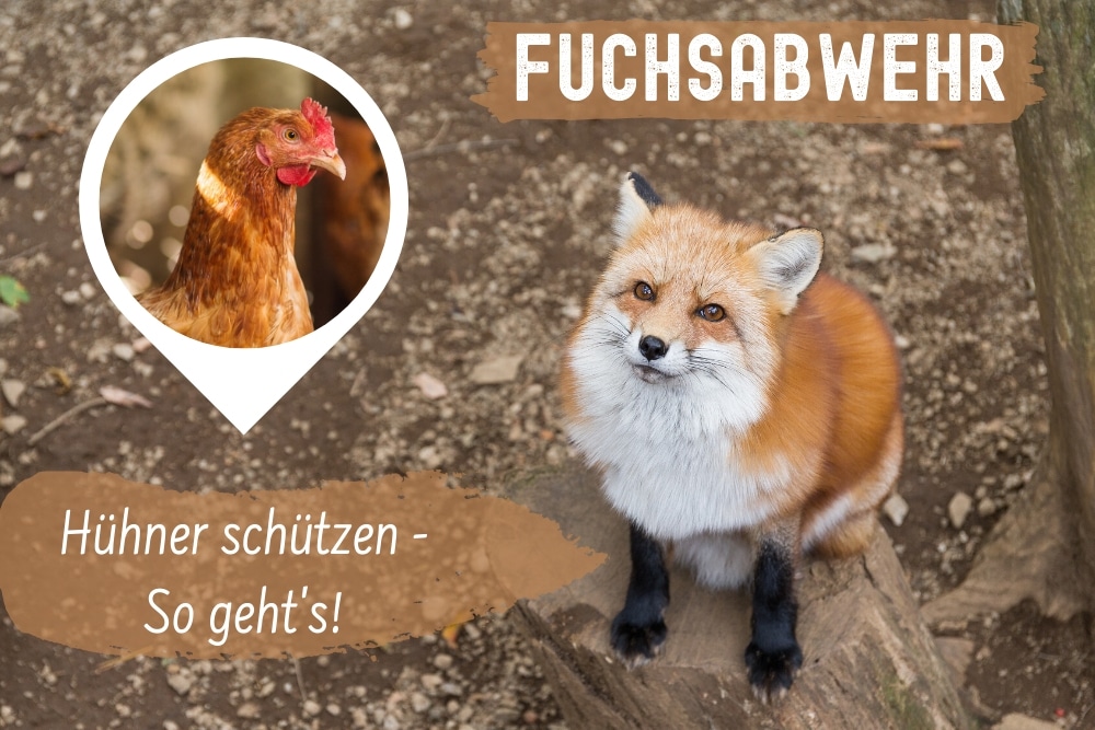 Fuchsabwehr