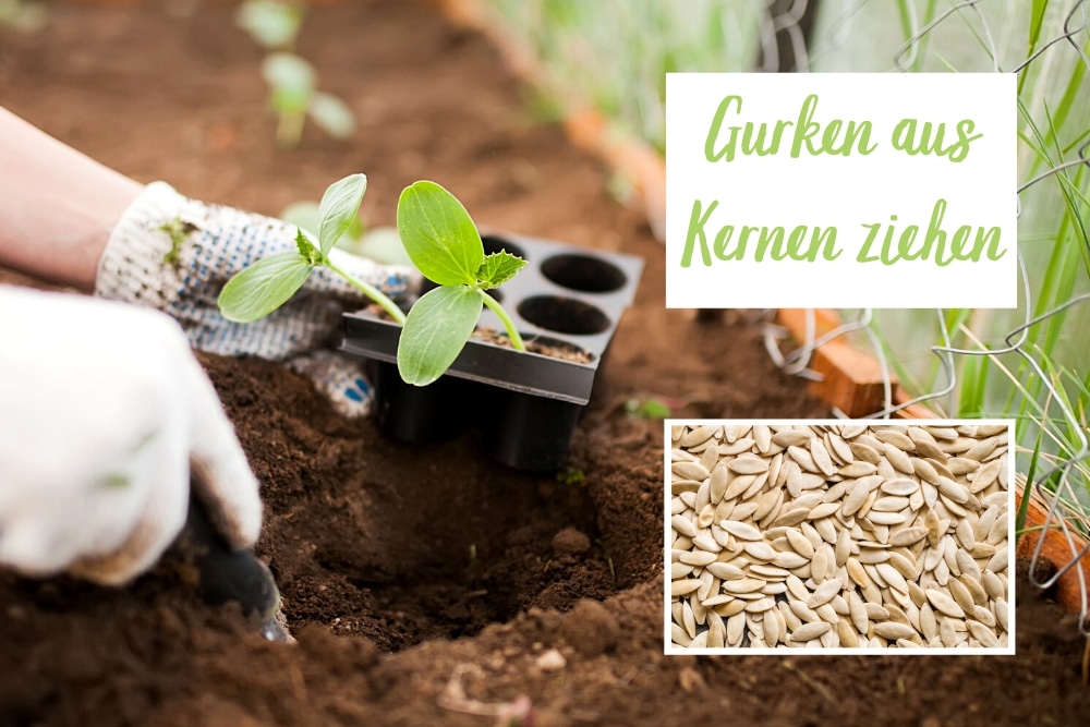 Gurken aus Kernen ziehen