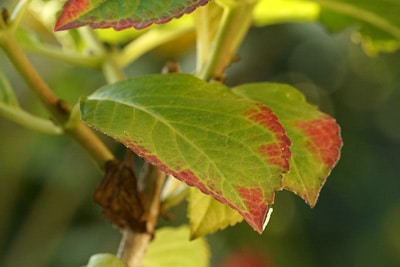 Hortensie braune Blätter