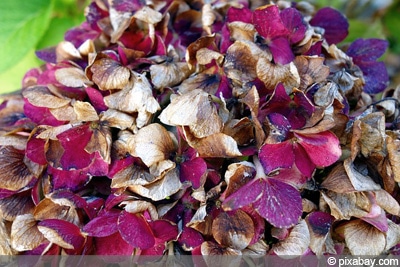 Hortensie Blüten verbrannt