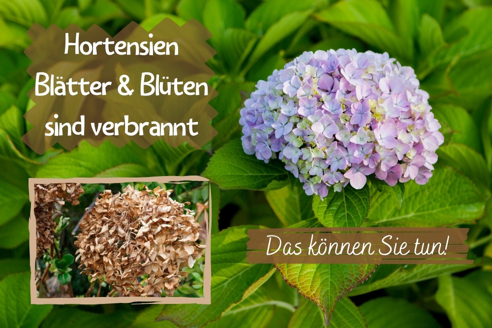 Hortensien Blätter Blüten verbrannt