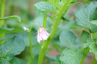 Kartoffelblüte, Frühkartoffeln anbauen