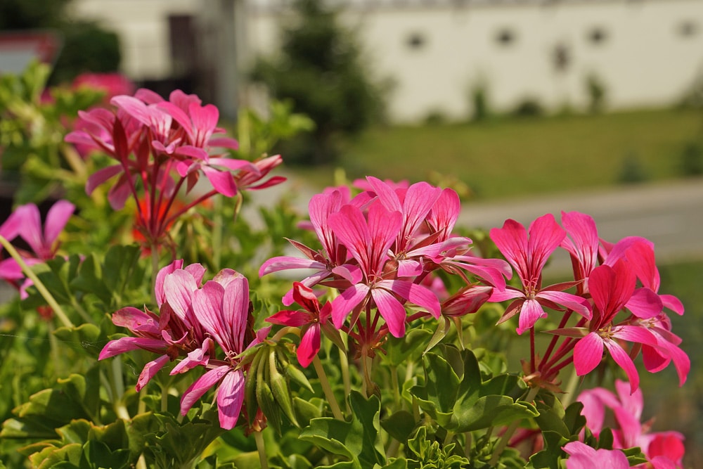 Pelargonien (Pelargonium)