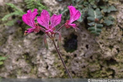 Pelargonium endlicherianum