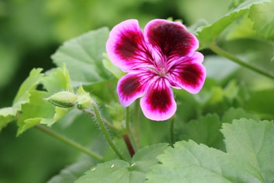 Pelargonium grandiflorum