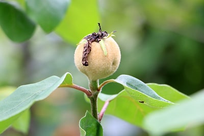 Cydonia oblonga