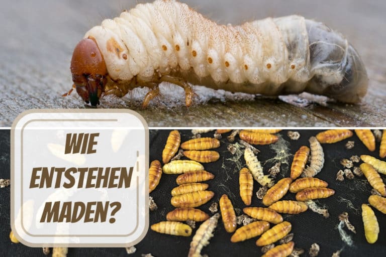 Wie entstehen Maden? Wir klären auf Gartenrat.de