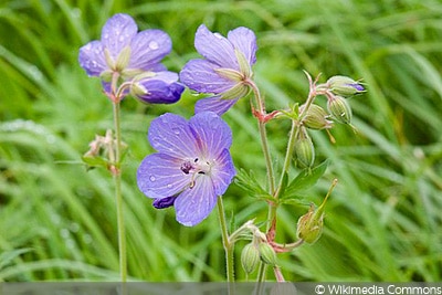 Wiesen-Storchschnabel (Geranium pratense)