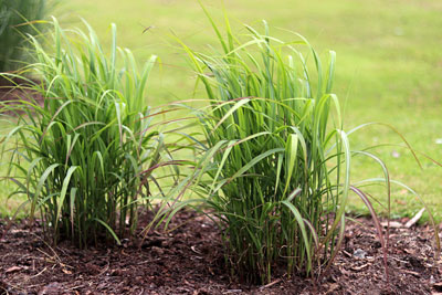 Chinaschilf - Miscanthus sinensis