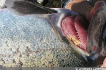 Goldfische sterben plötzlich häufige Ursachen Gartenrat.de