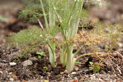 Fenchel