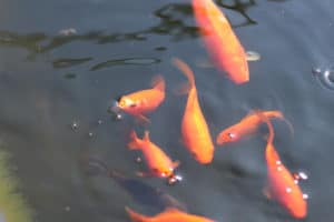 Goldfische sterben plötzlich häufige Ursachen Gartenrat.de