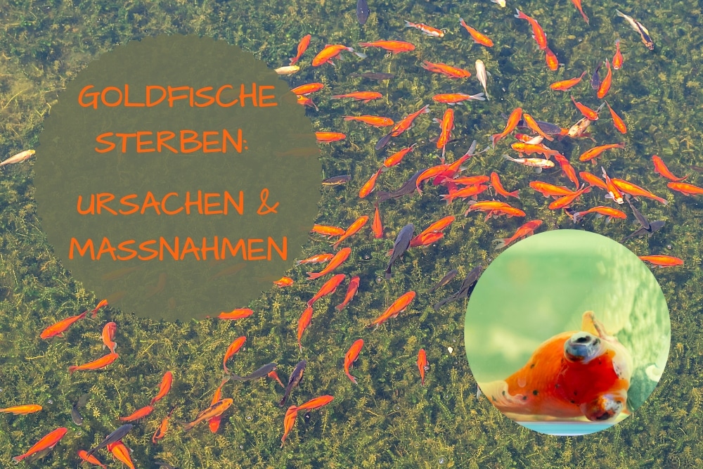 Goldfische sterben