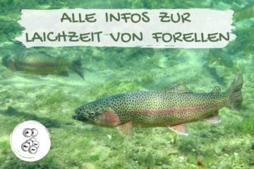 Laichzeit wann laichen Forellen im Teich? Gartenrat.de