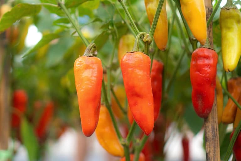 Gute Nachbar Paprika 1