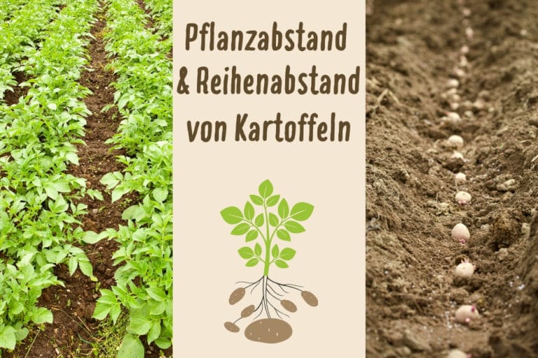 Kartoffel Setzen Abstand