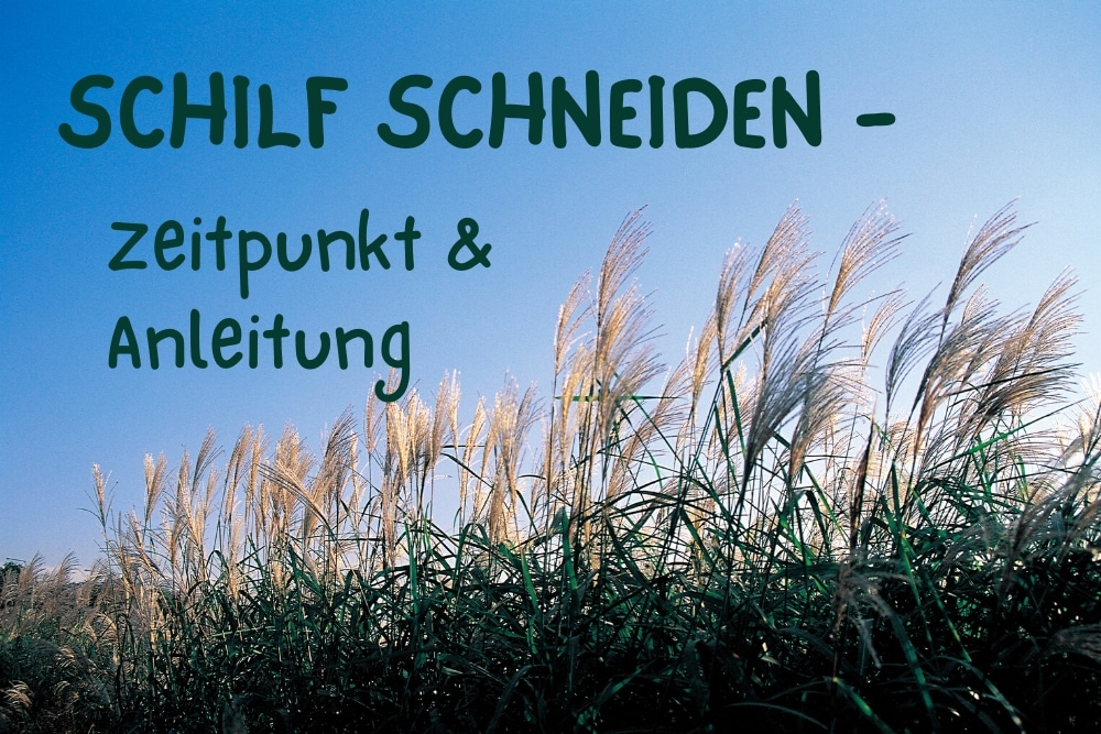 Schilf schneiden