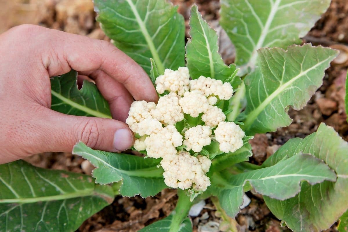 Blumenkohl blüht