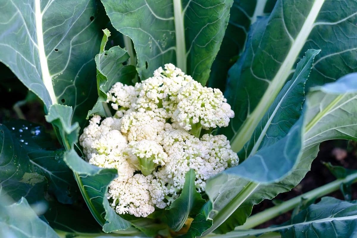 Brassica oleracea var. botrytis