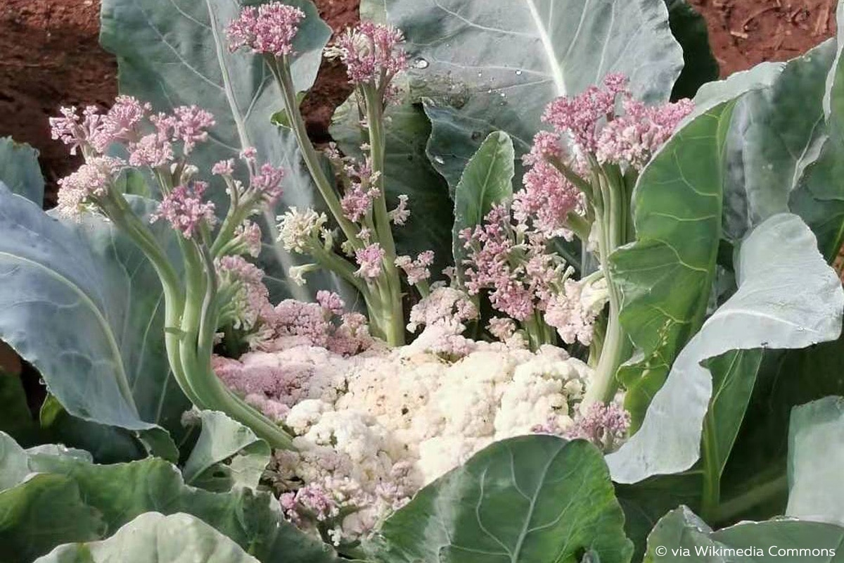 Blumenkohl blüht