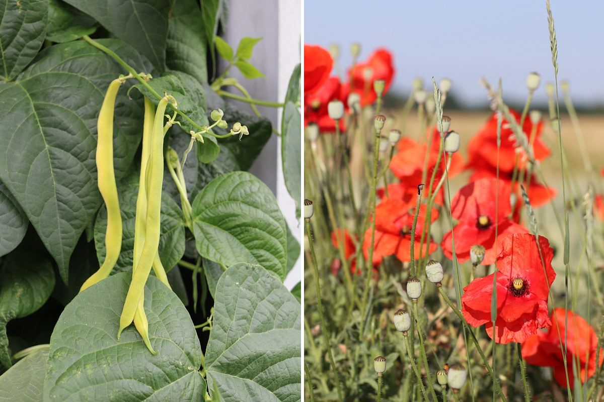 Bohnen & Mohn