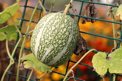 Cucurbita ficifolia, Feigenblattkürbis