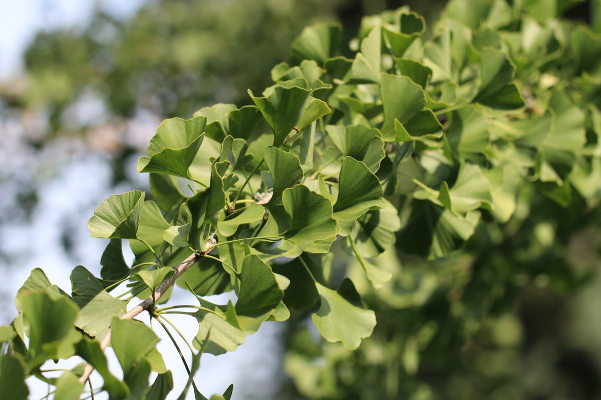 Ginkgo