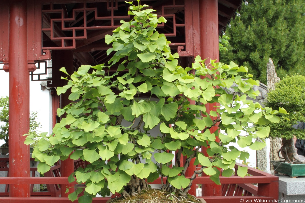 Ginkgo Bonsai 