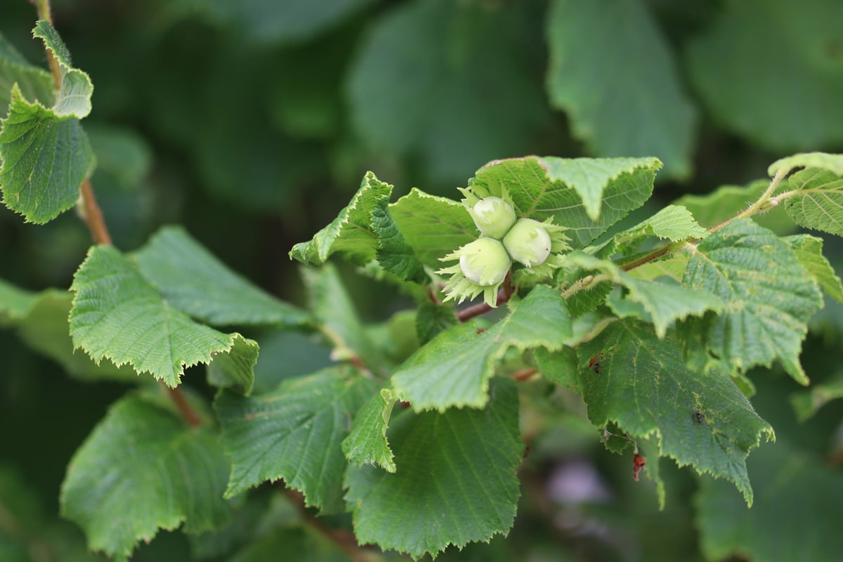 Haselstrauch, Corylus avellana