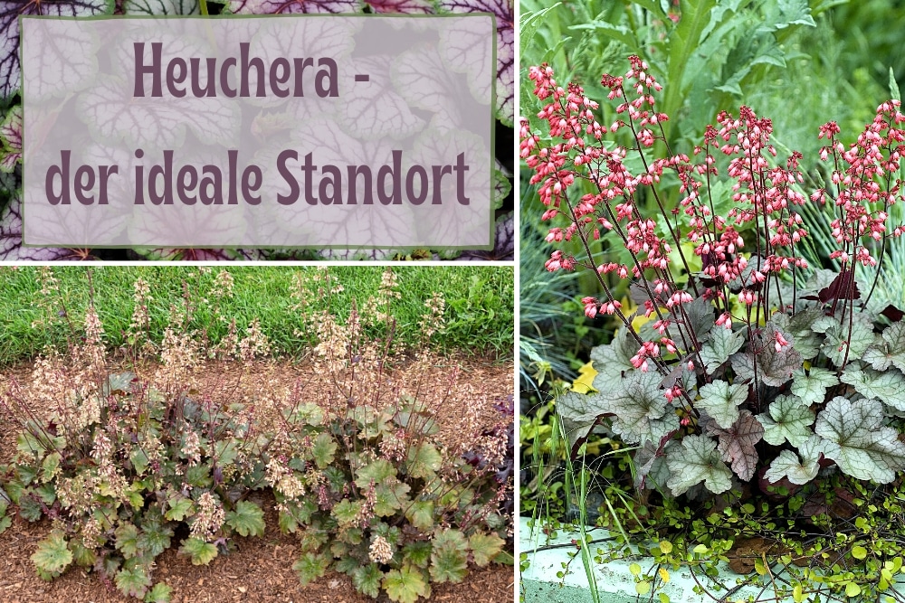 Heuchera Standort