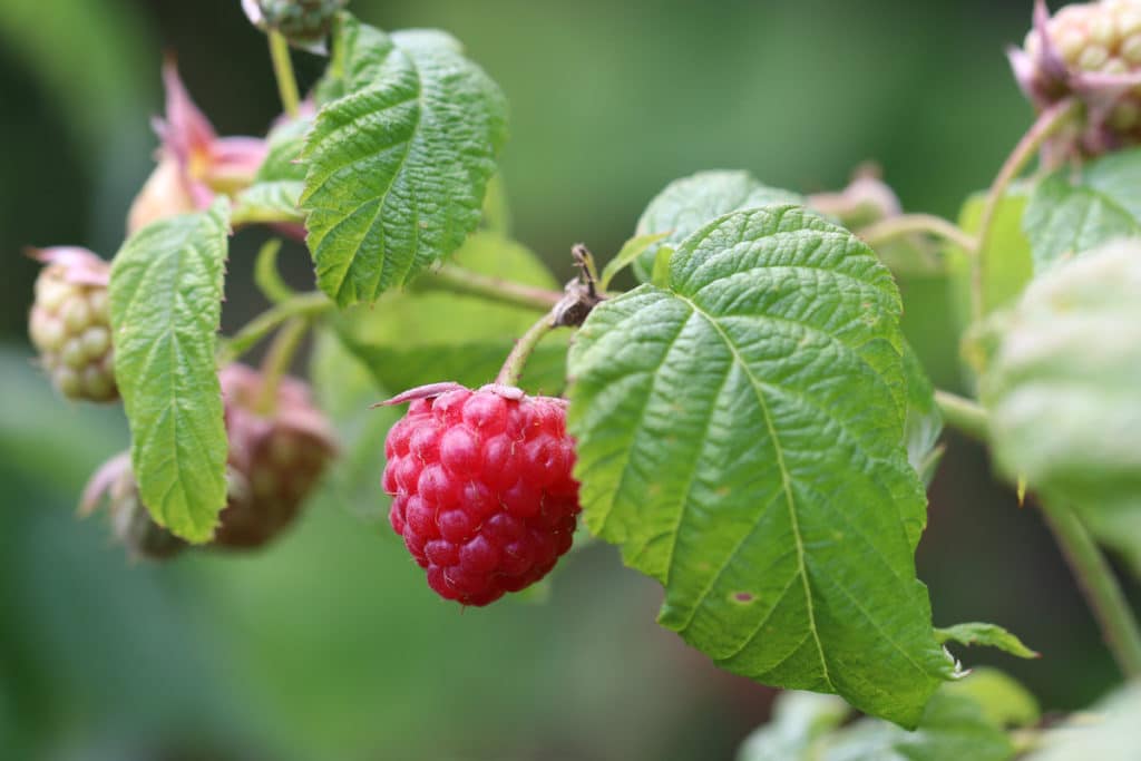 Rote Beeren - Himbeeren