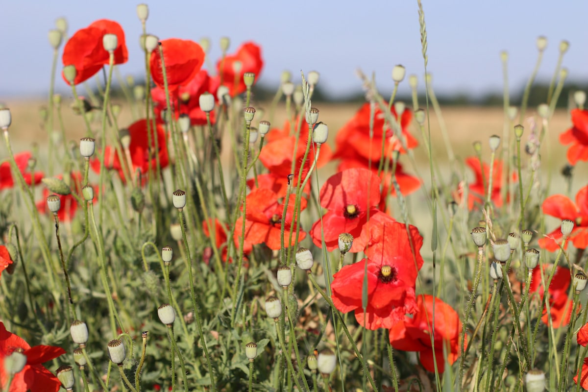 Klatschmohn