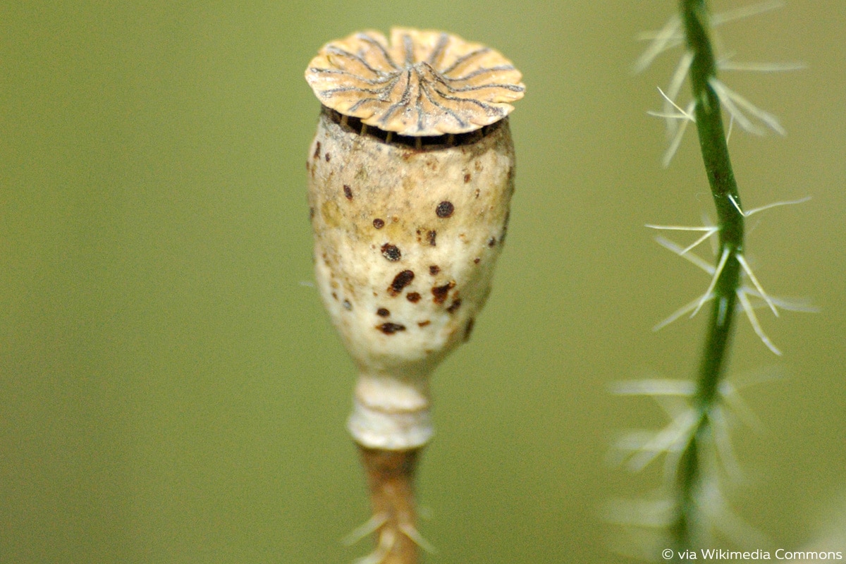 Klatschmohn, Papaver rhoeas