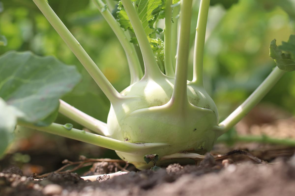 Kohlrabi