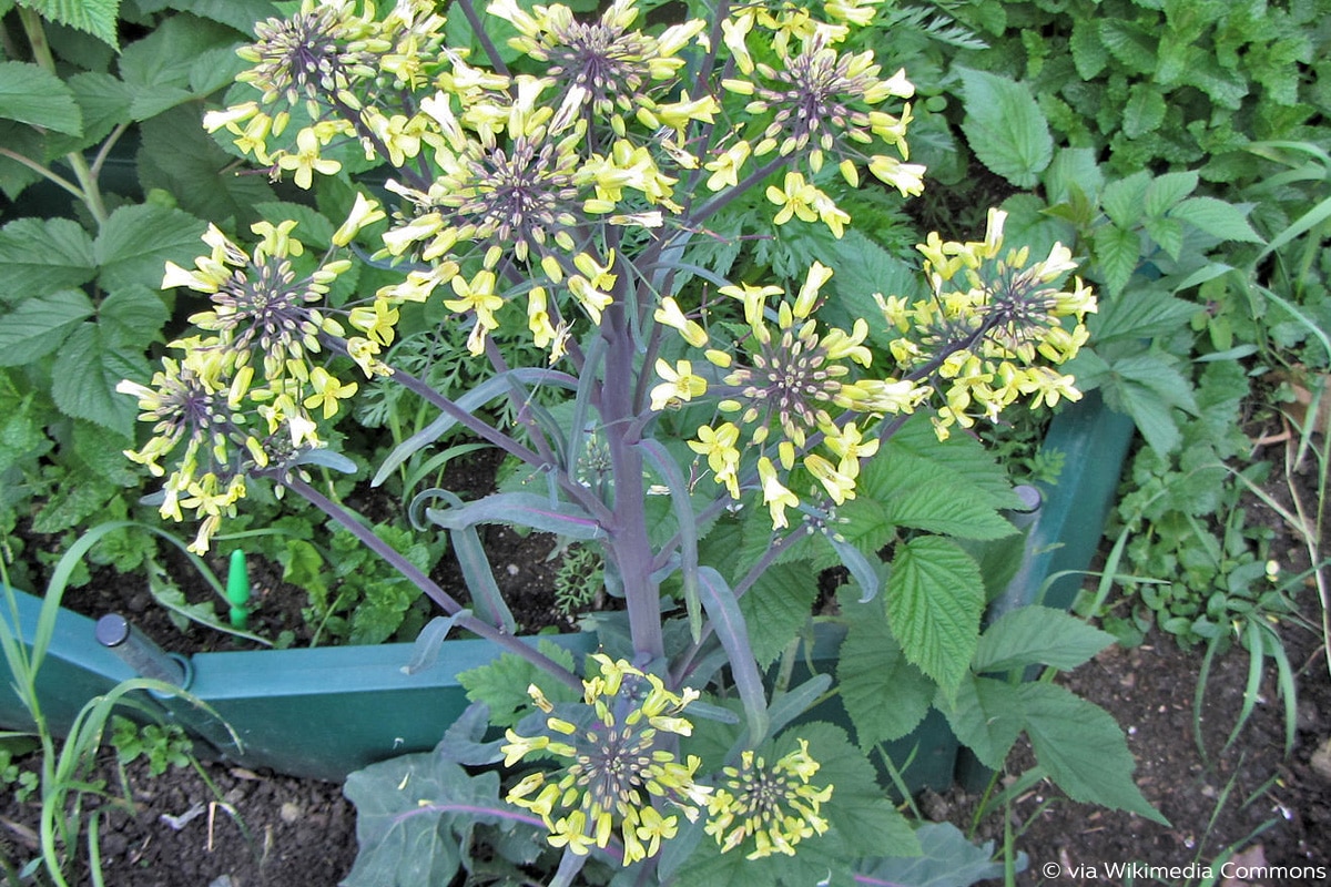 Kohlrabiblüte, Kohlrabi schießt