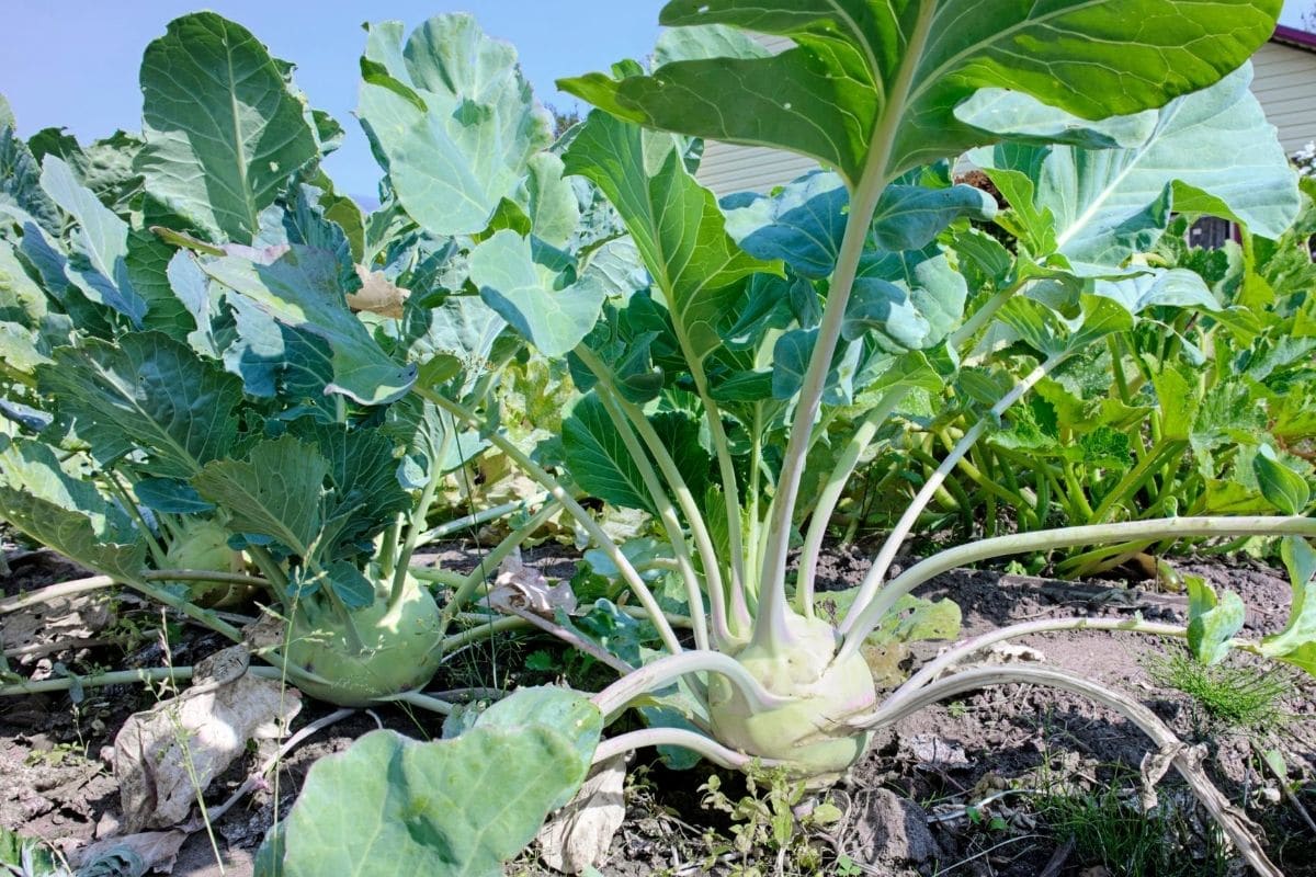 Kohlrabi