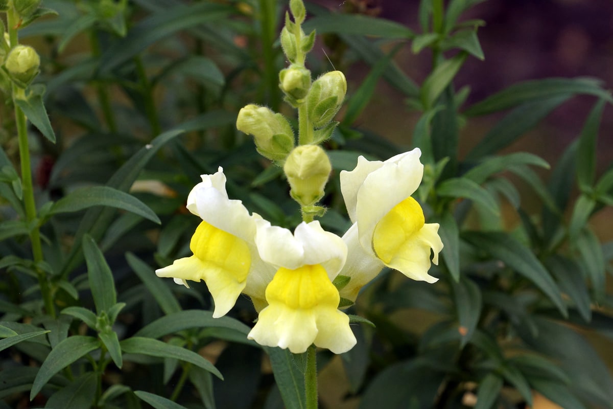 Löwenmäulchen (Antirrhinum)