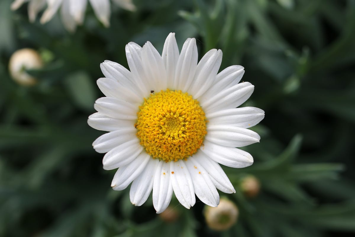 Leucanthemum