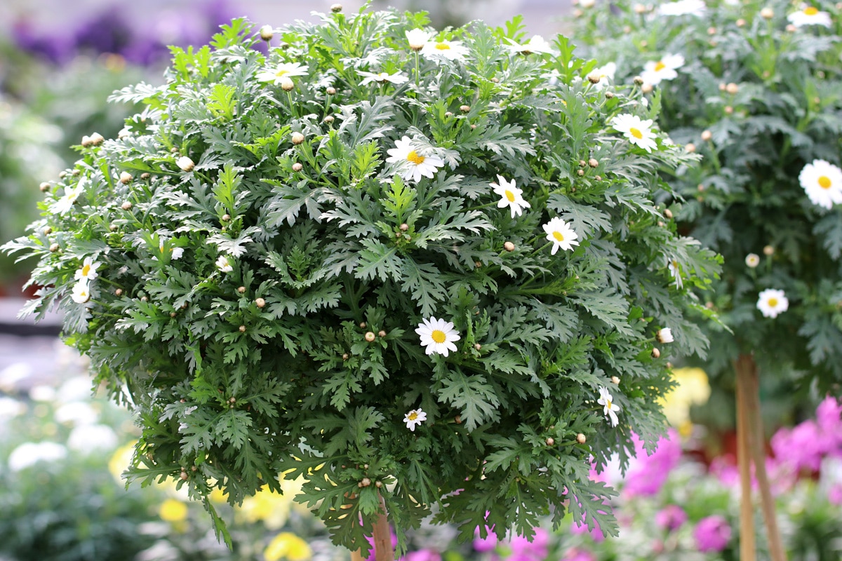 Margeriten Stämmchen