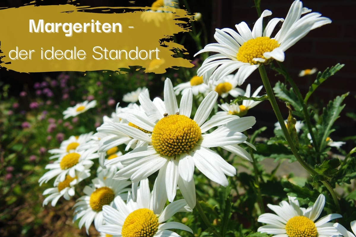 Margeriten Standort