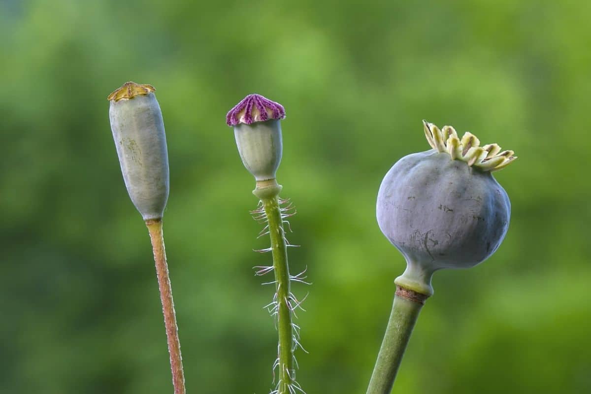 Mohnkapseln, Mohn ernten