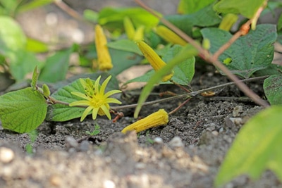 Passiflora citrina