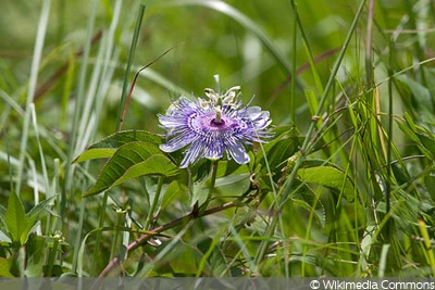 Winterharte Passionsblume, Passiflora incarnata