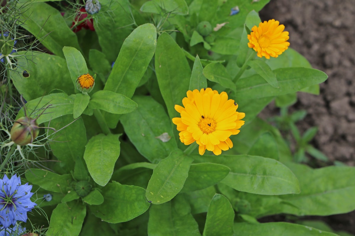 Ringelblume, Calendula officinalis