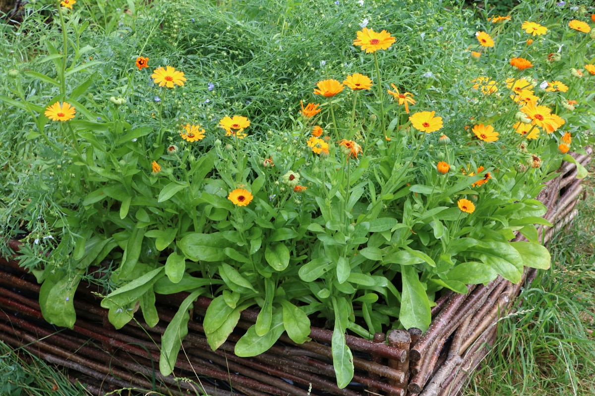 Ringelblume, Calendula officinalis